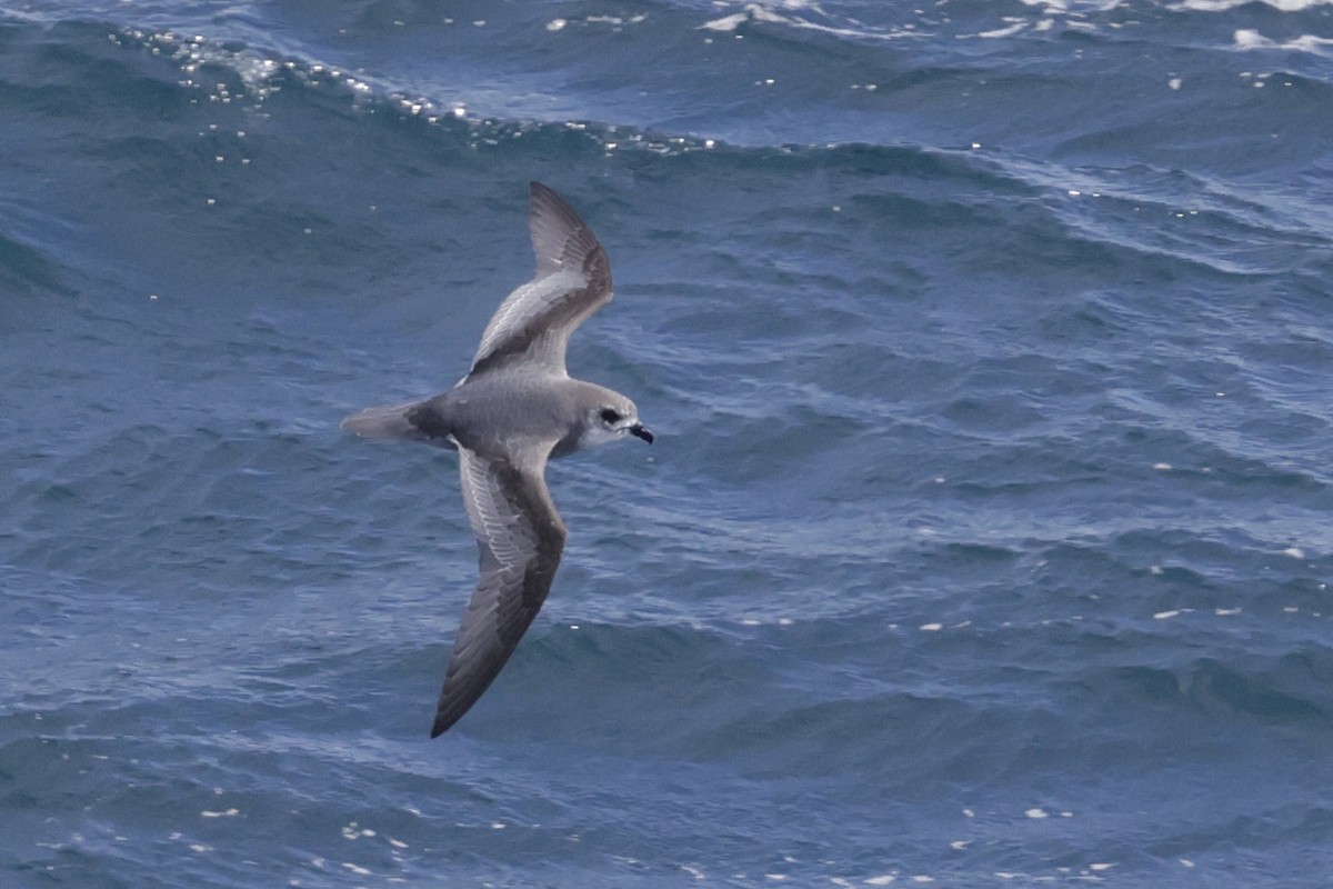 Тайфунник Піла - ML647428815