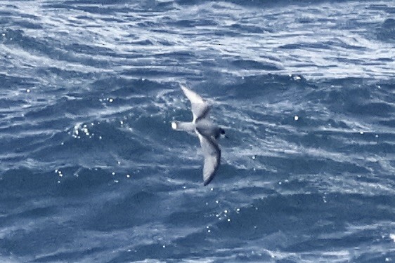 Ak Kuyruklu Priyon - ML647428816