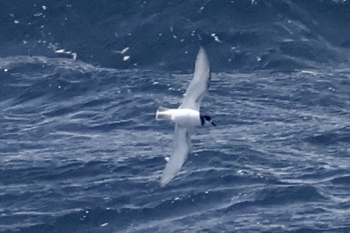 Ak Kuyruklu Priyon - ML647428817