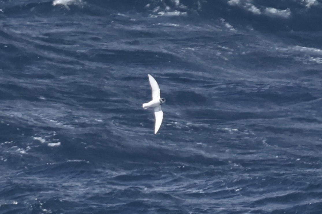 Ak Kuyruklu Priyon - ML647428818