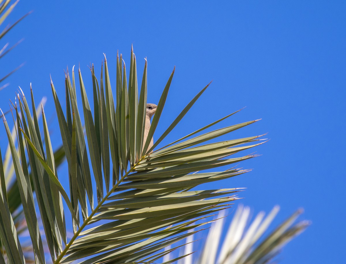 Hypocolius - ML647428822