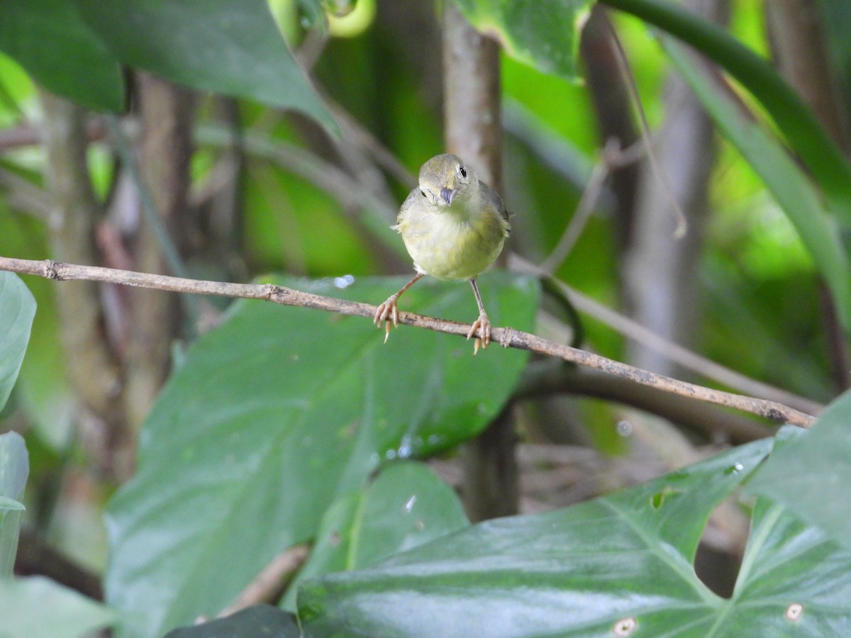 Sarı Ötleğen - ML647428840