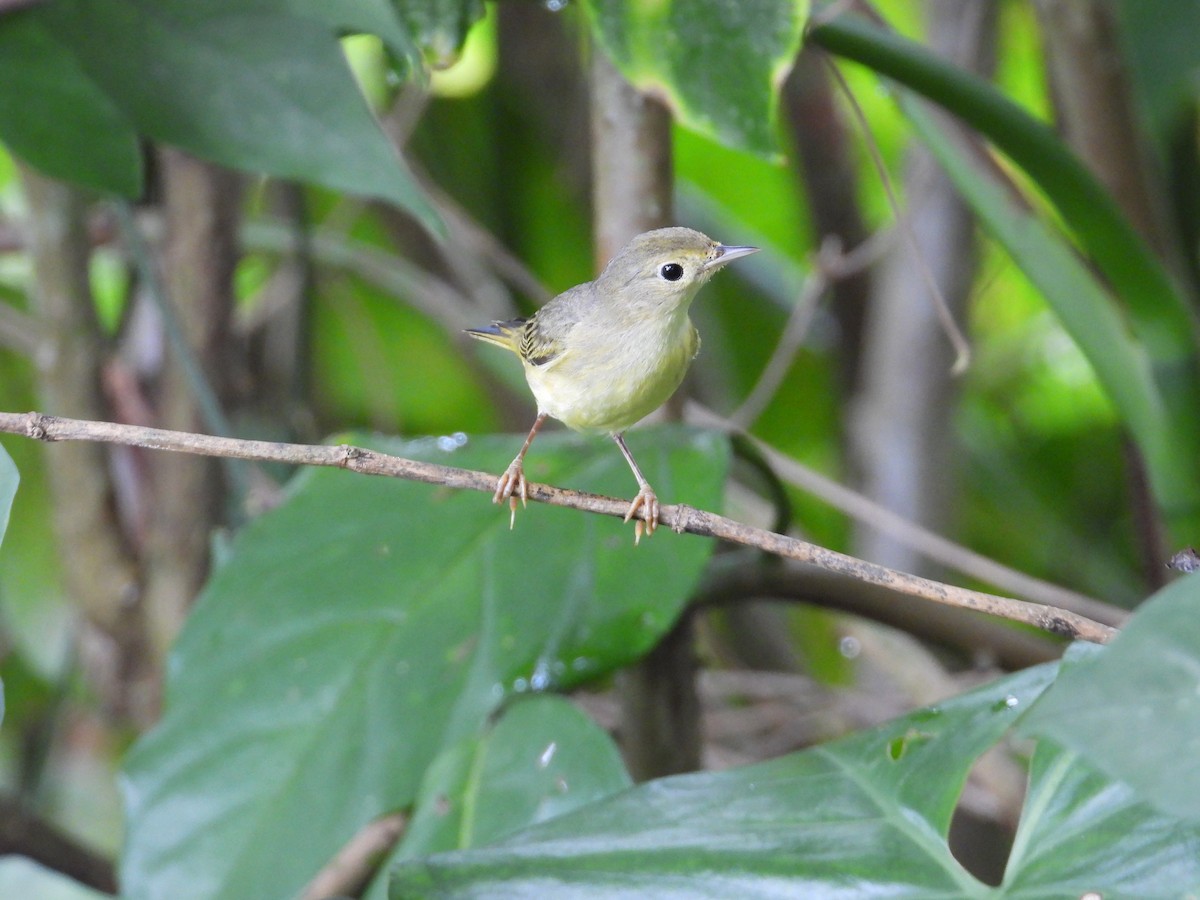 Sarı Ötleğen - ML647428841