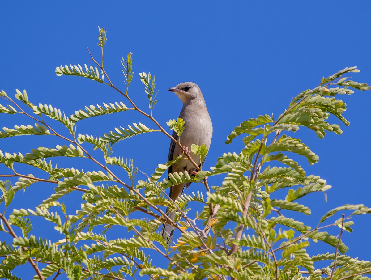 Hypocolius - ML647428861