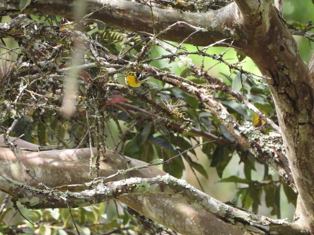 Reinita Gorjinaranja - ML647428870