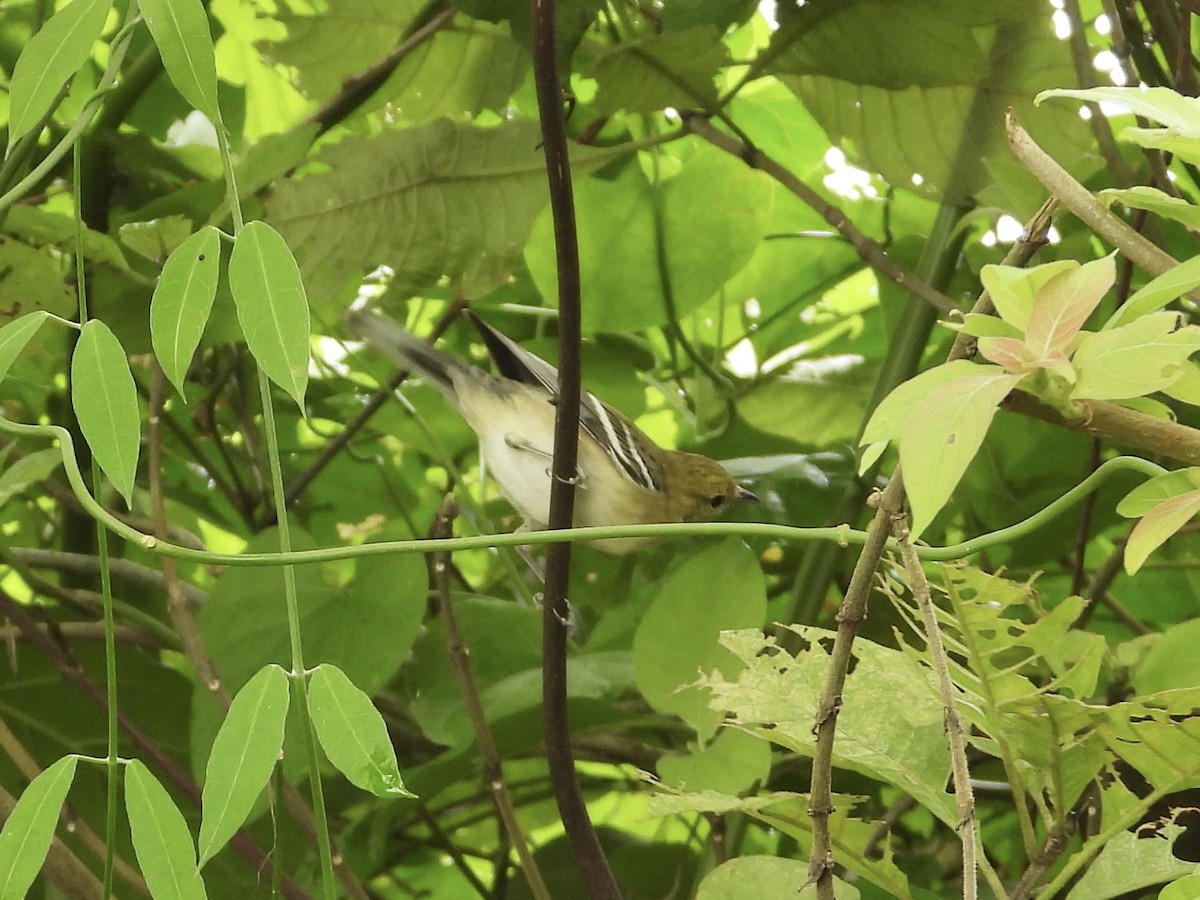 Пісняр-лісовик каштановий - ML647428881