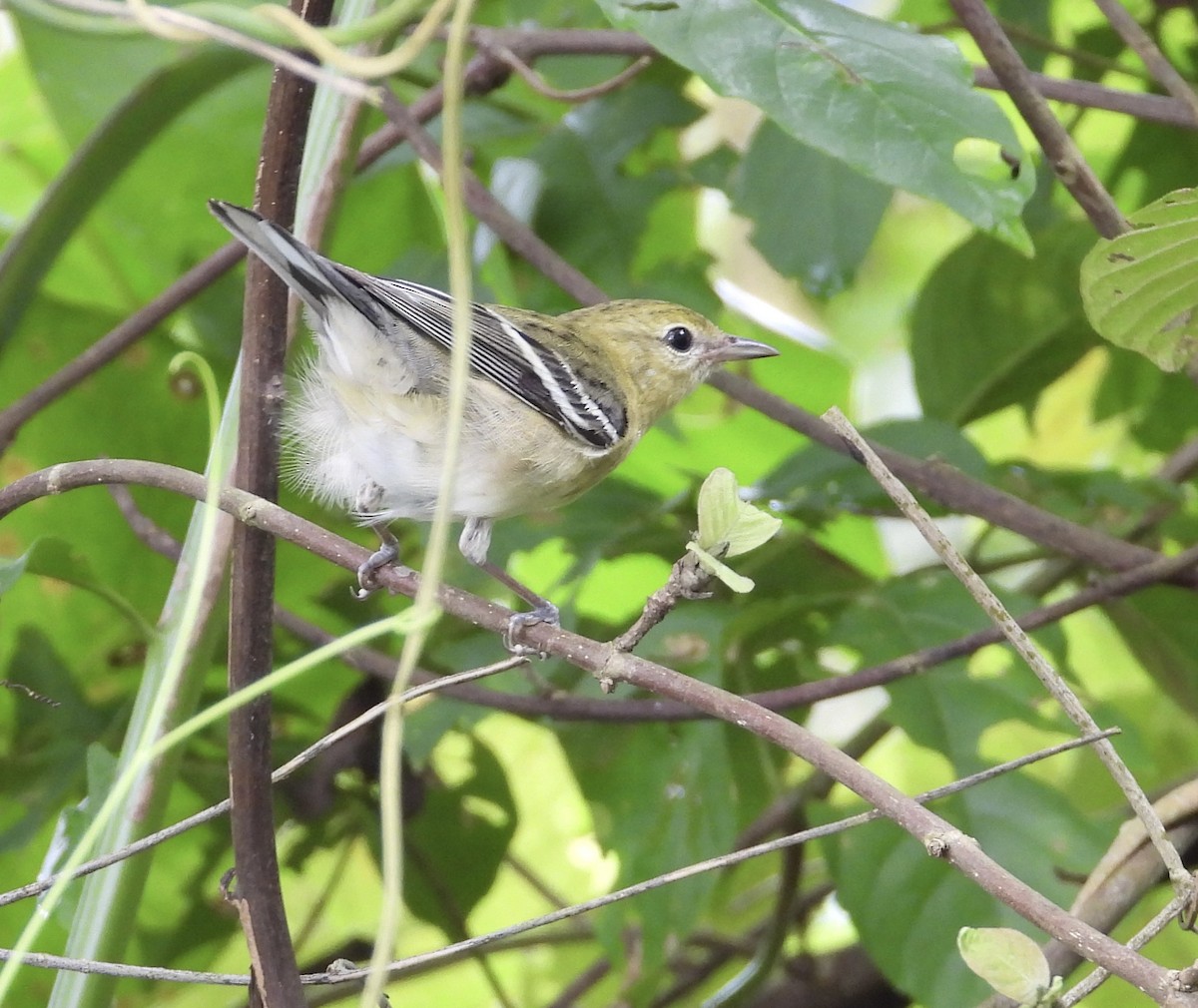 Пісняр-лісовик каштановий - ML647428882