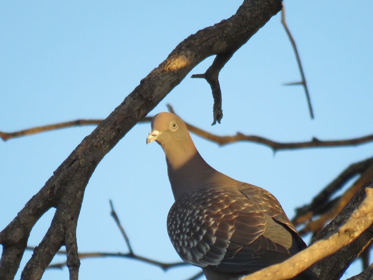 Spot-winged Pigeon - ML647428883