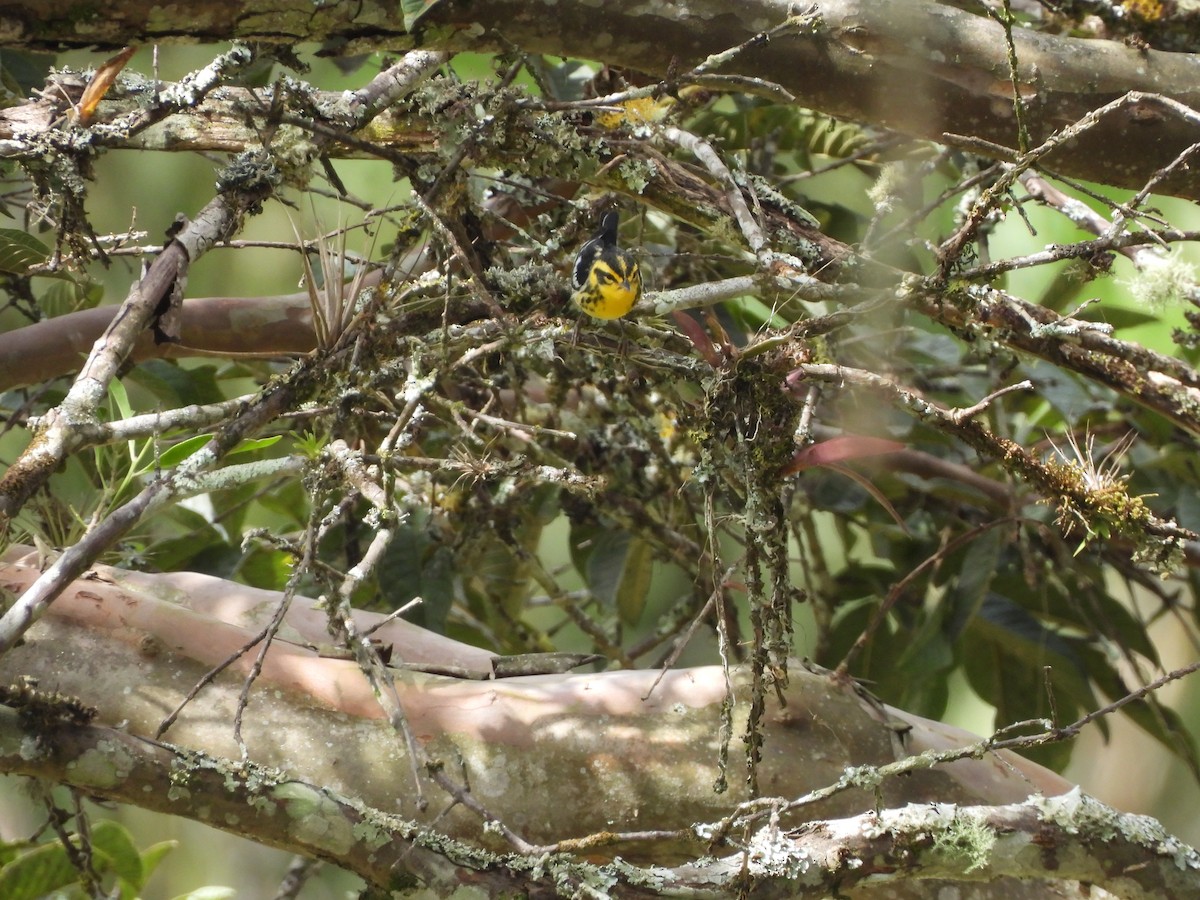 Reinita Gorjinaranja - ML647428889