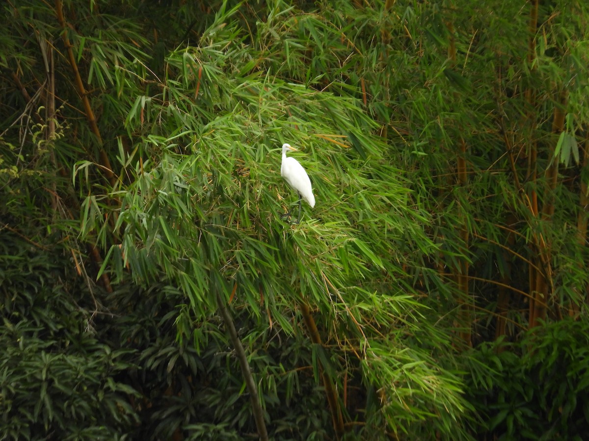 volavka bílá - ML647428902