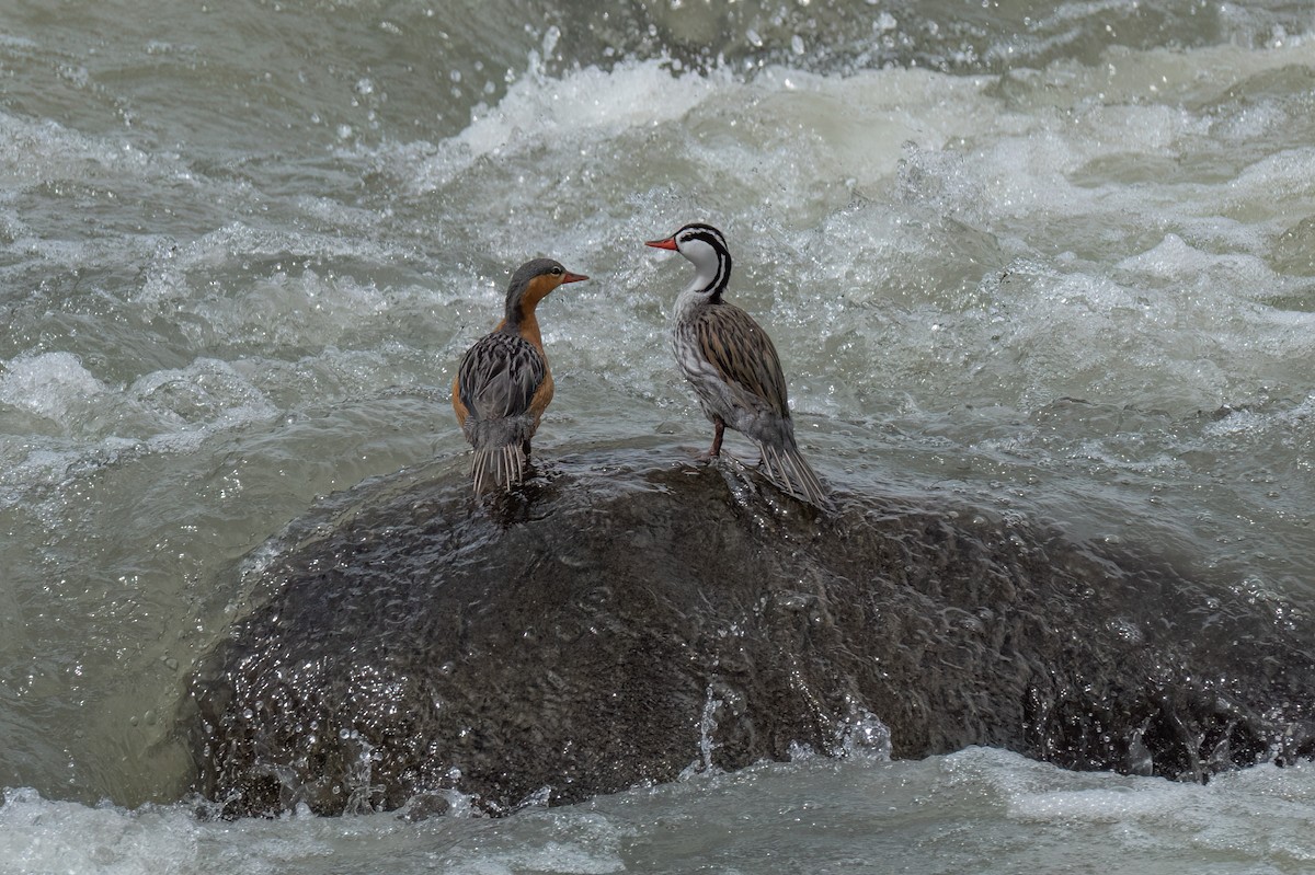 Merganette des torrents - ML647428909