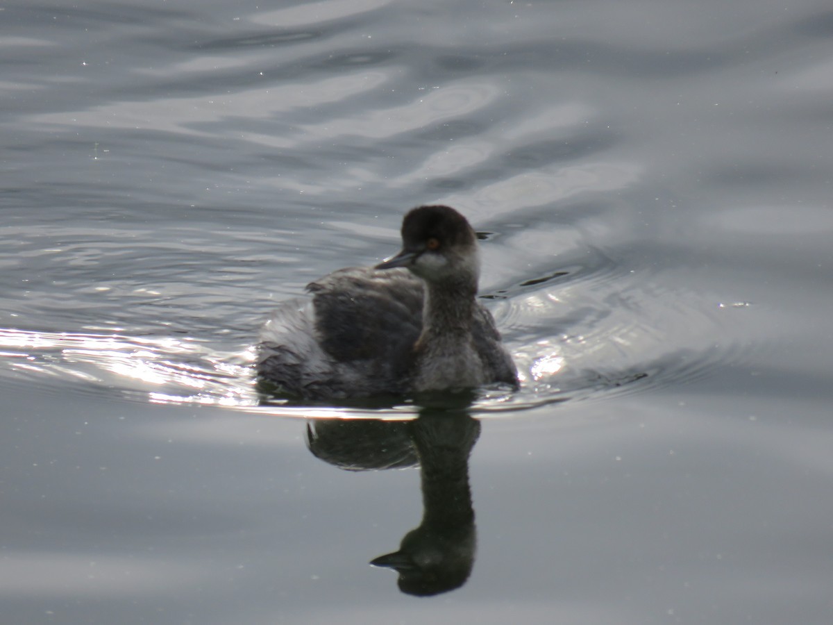 potápka černokrká - ML647428921