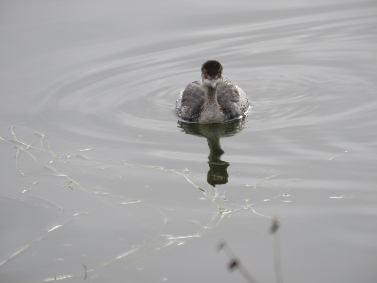 potápka černokrká - ML647428926