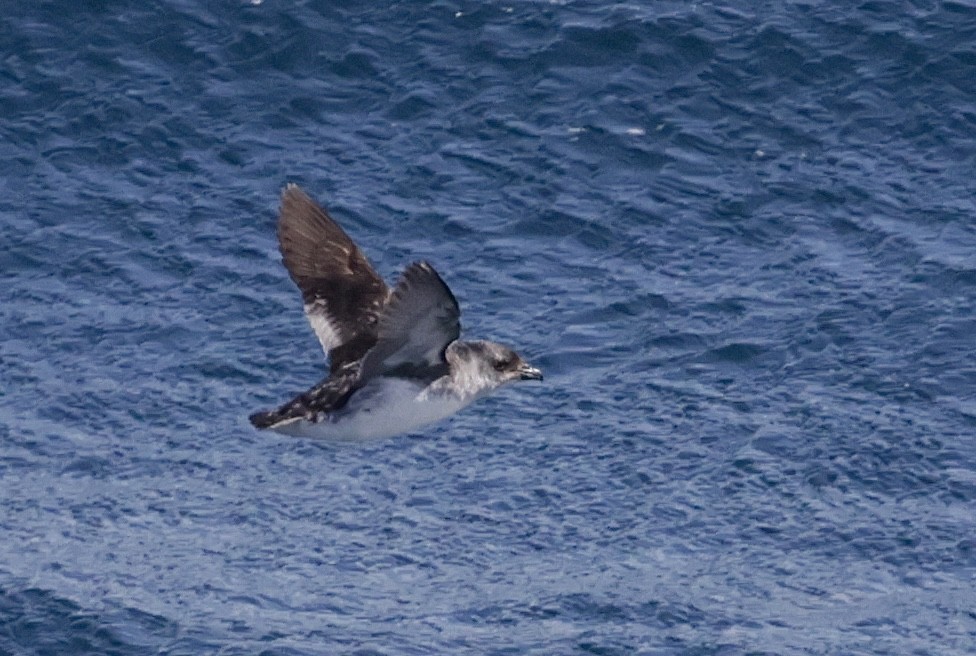 Южный ныряющий буревестник - ML647428928