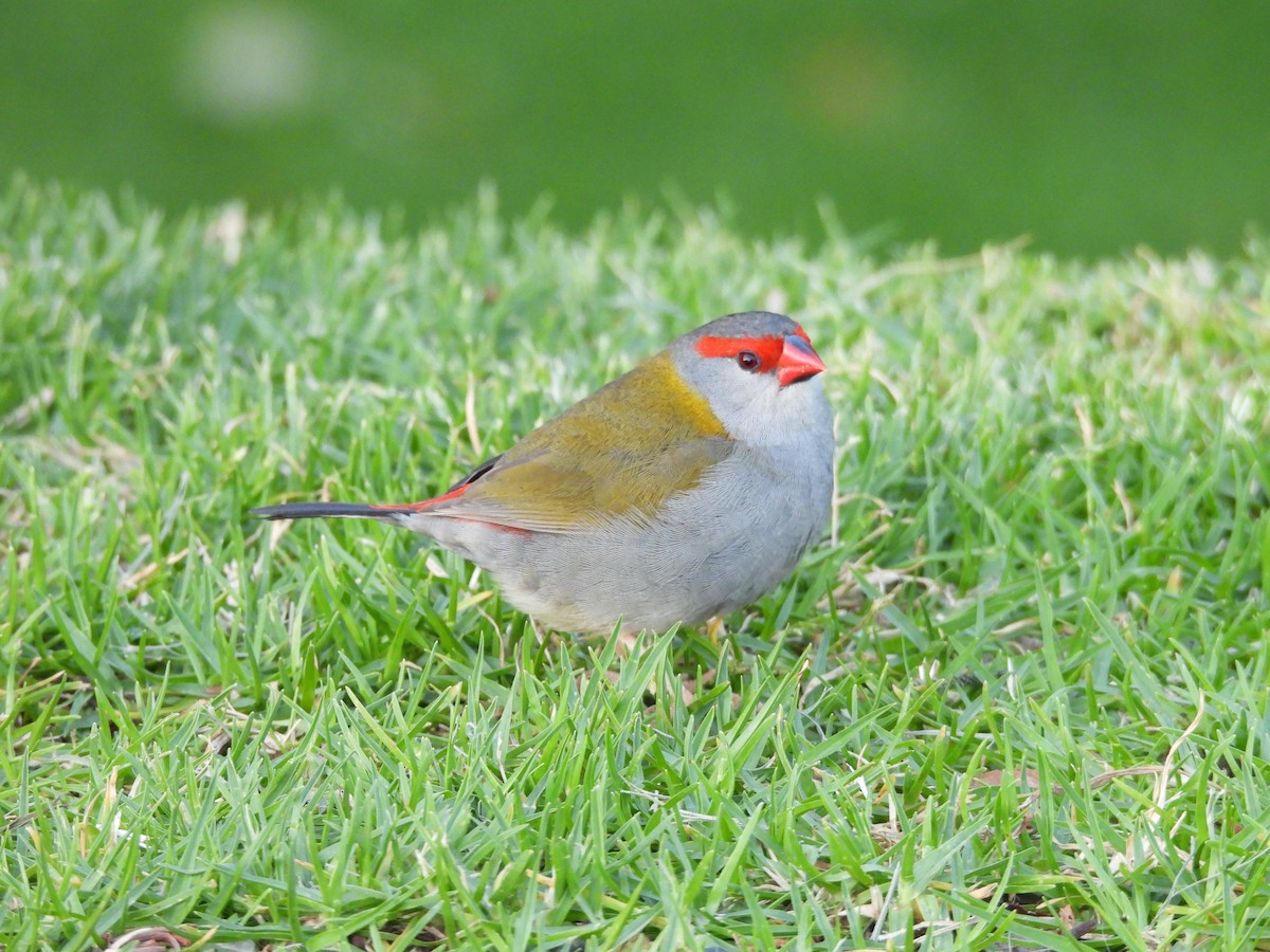 Red-browed Firetail - ML647428937