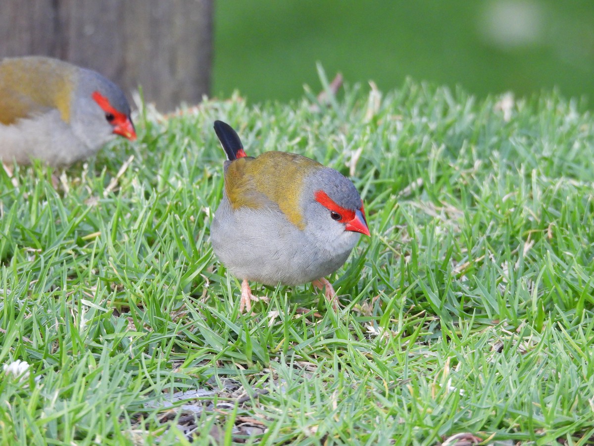 Red-browed Firetail - ML647428938