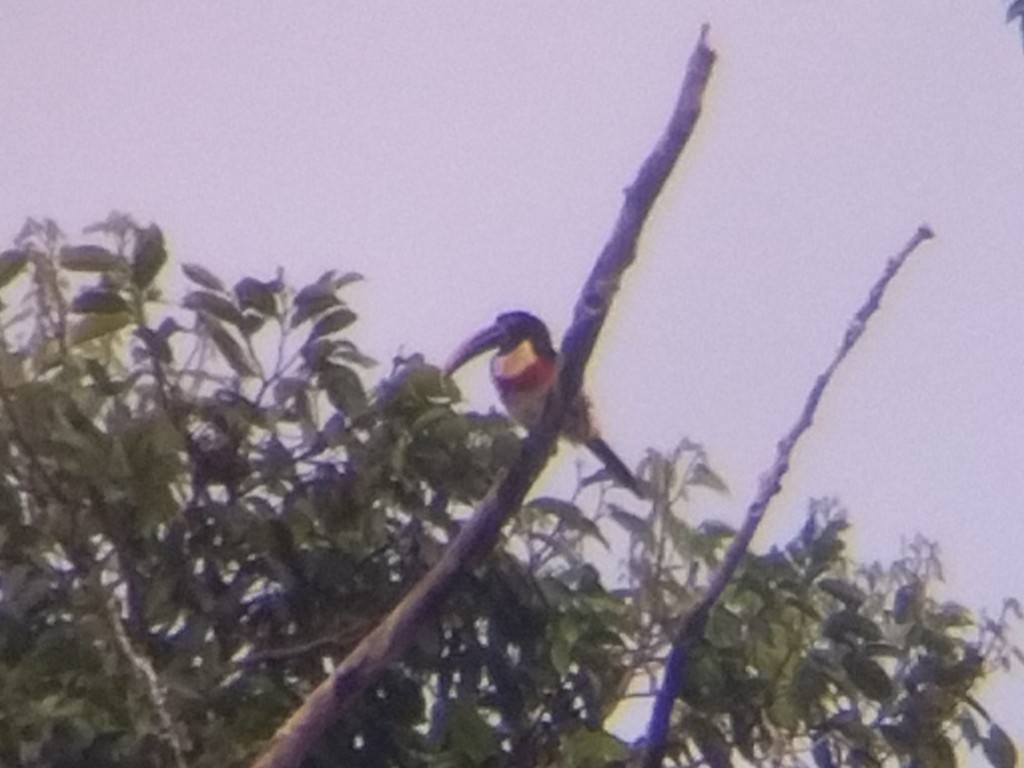 arassari hnědouchý - ML647428950