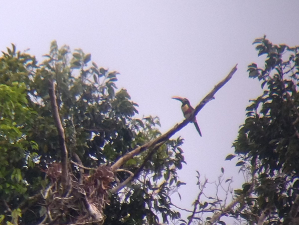 arassari hnědouchý - ML647428951