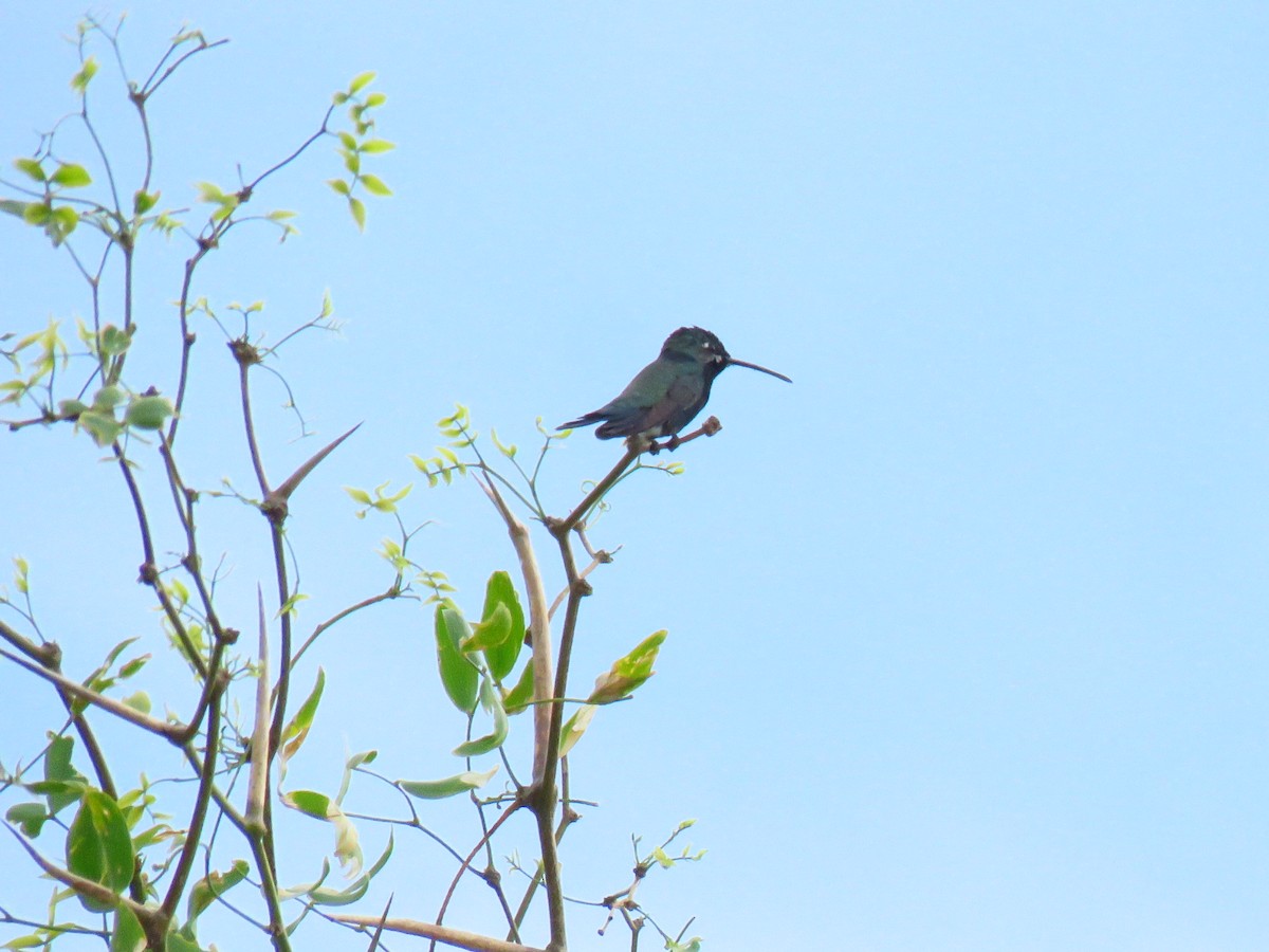 Blue-tufted Starthroat - ML647428962
