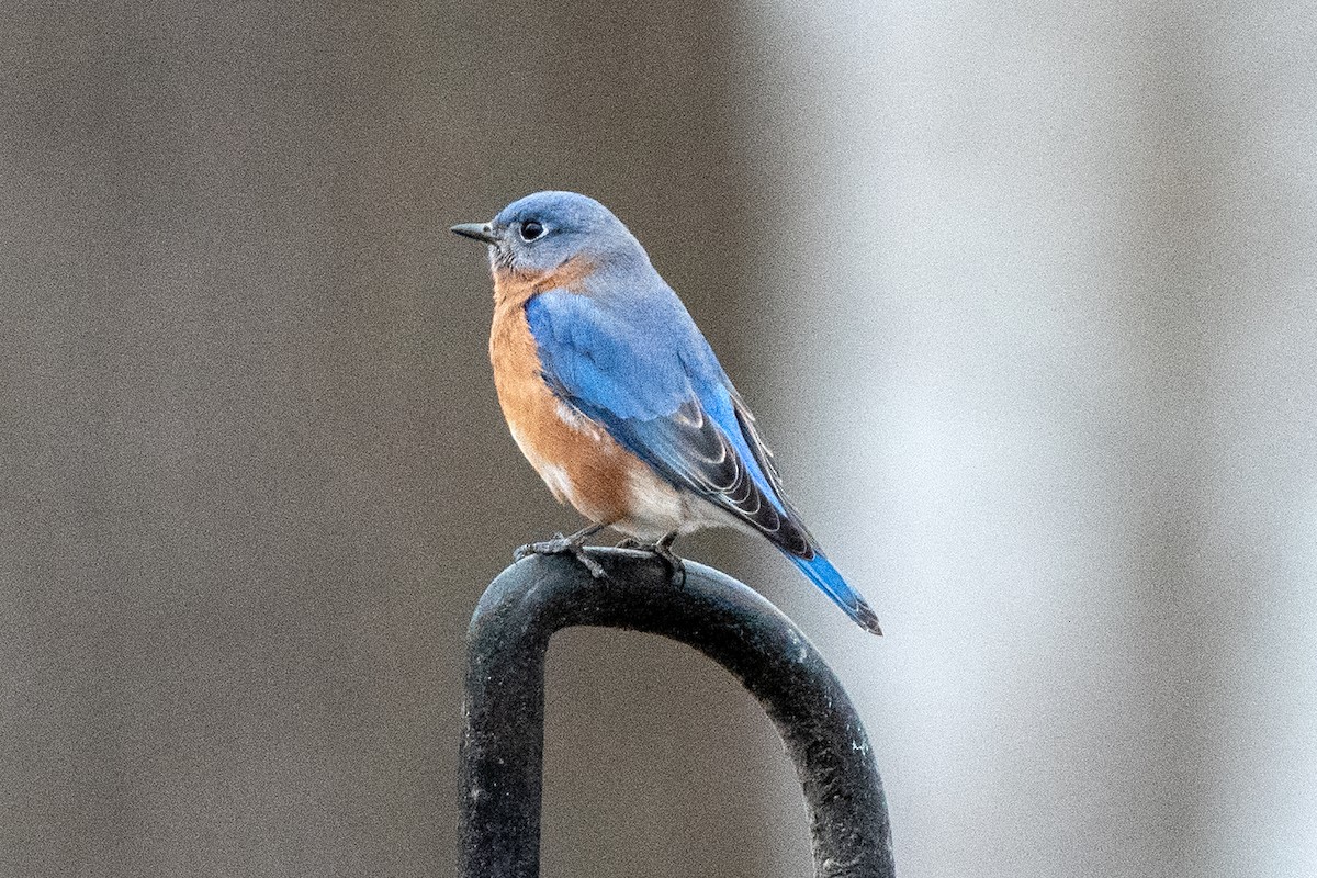 Eastern Bluebird - ML647428988