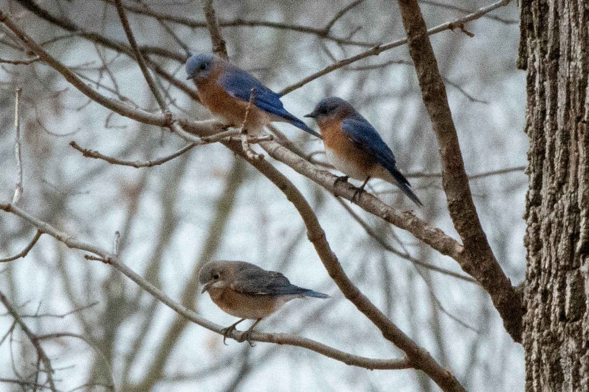 Eastern Bluebird - ML647428989