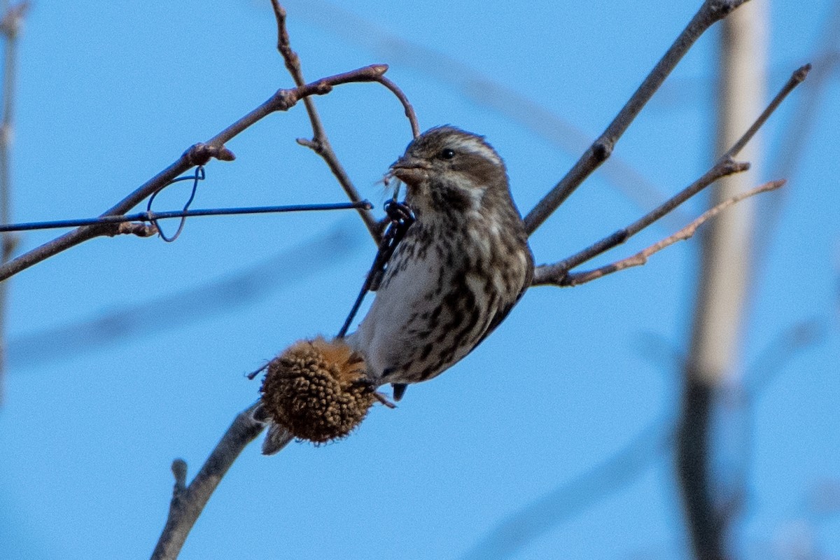Purple Finch - ML647429007