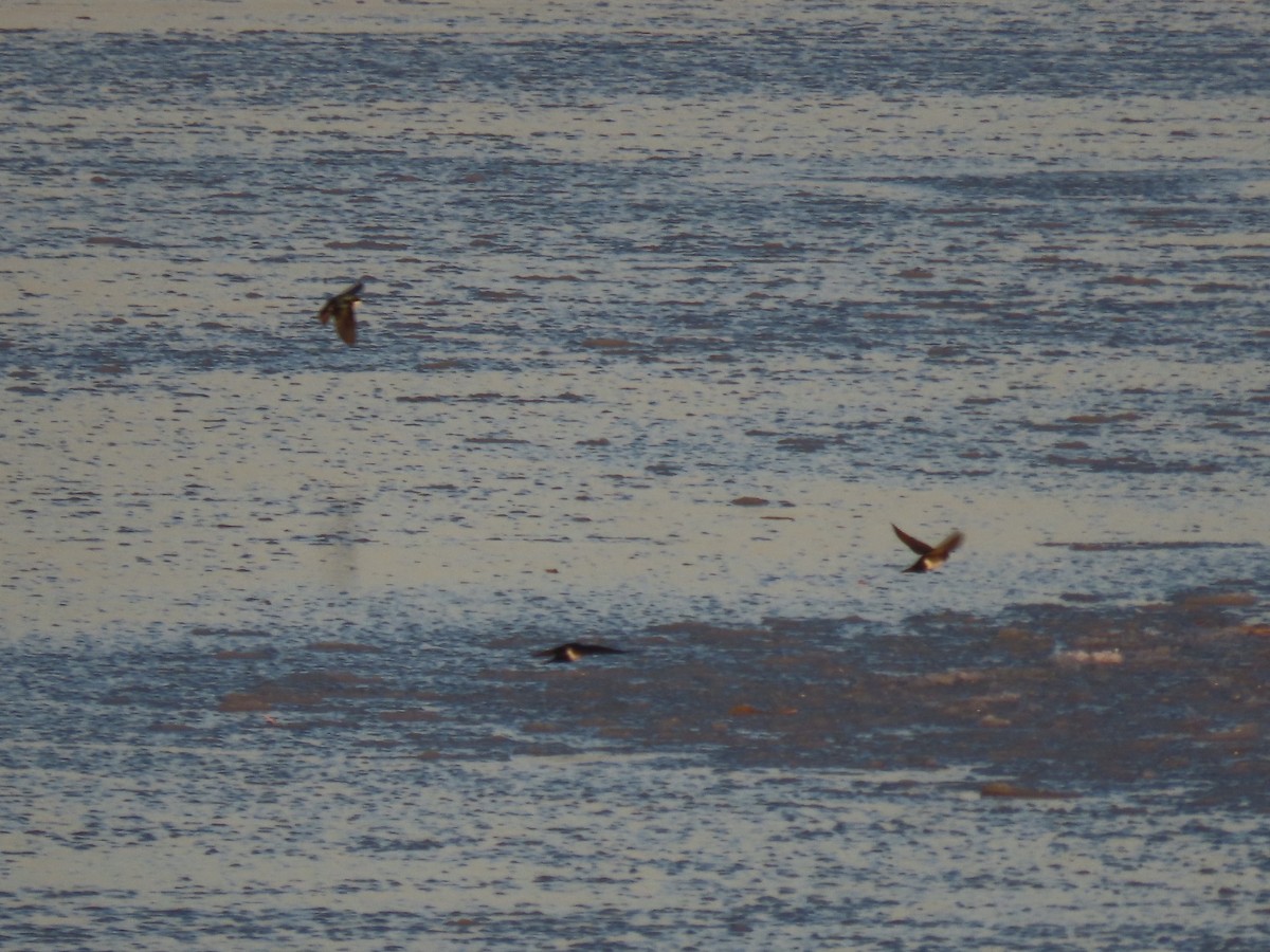 Tree Swallow - ML647429029