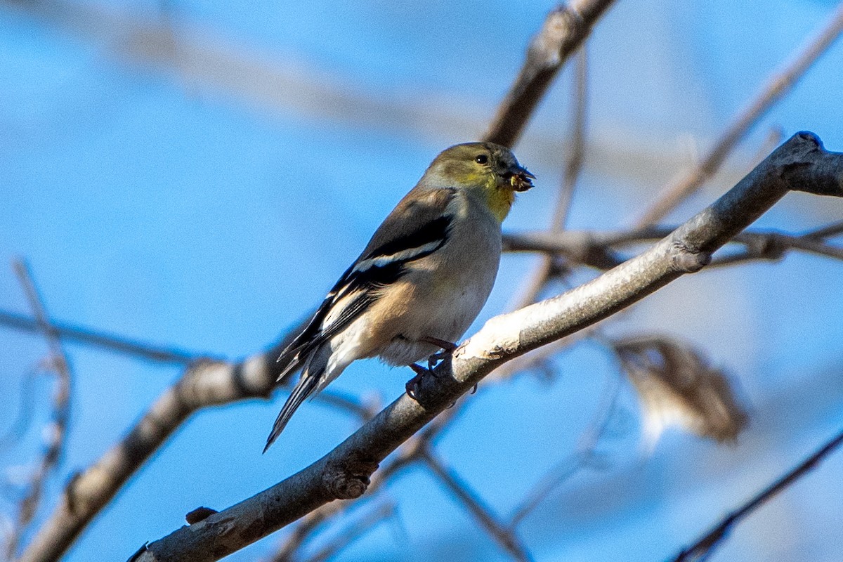 American Goldfinch - ML647429034