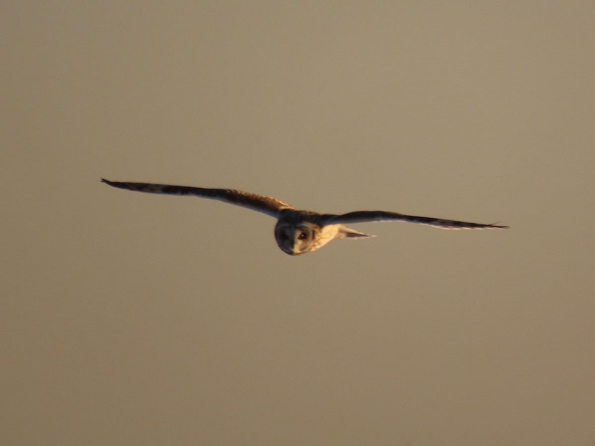 Short-eared Owl - ML647429053