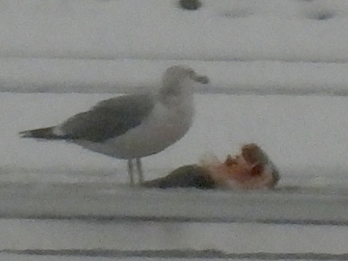 чайка sp. - ML647429055