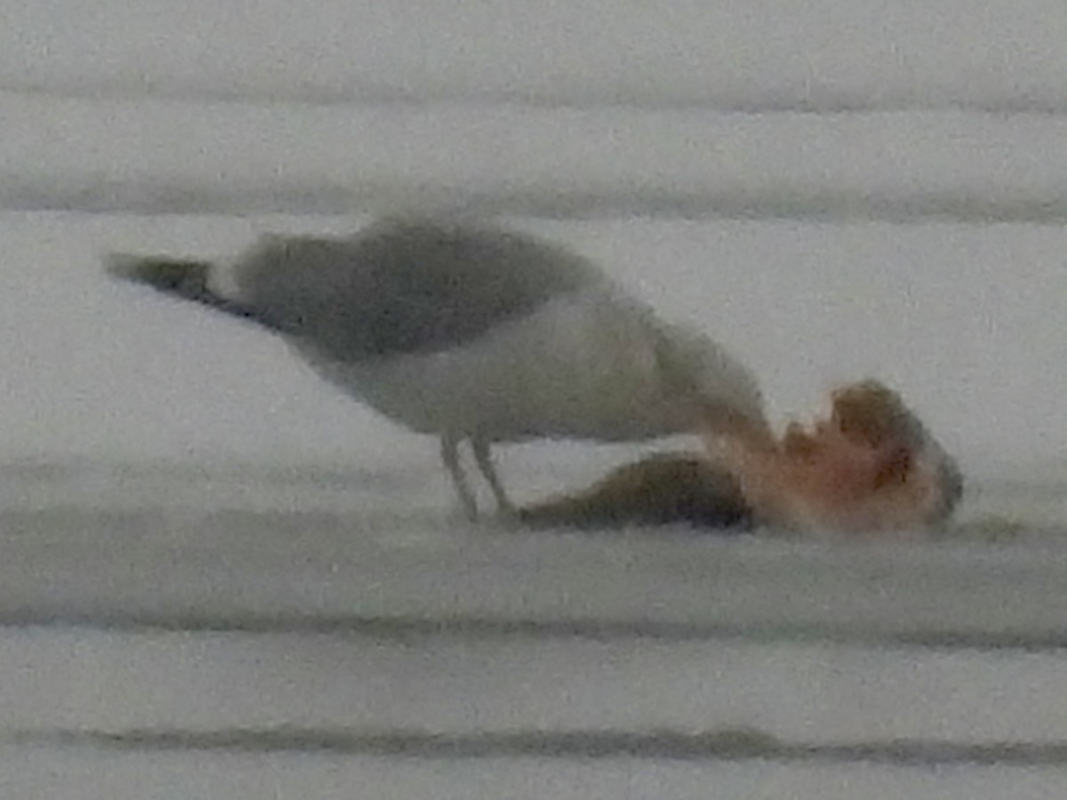 чайка sp. - ML647429056