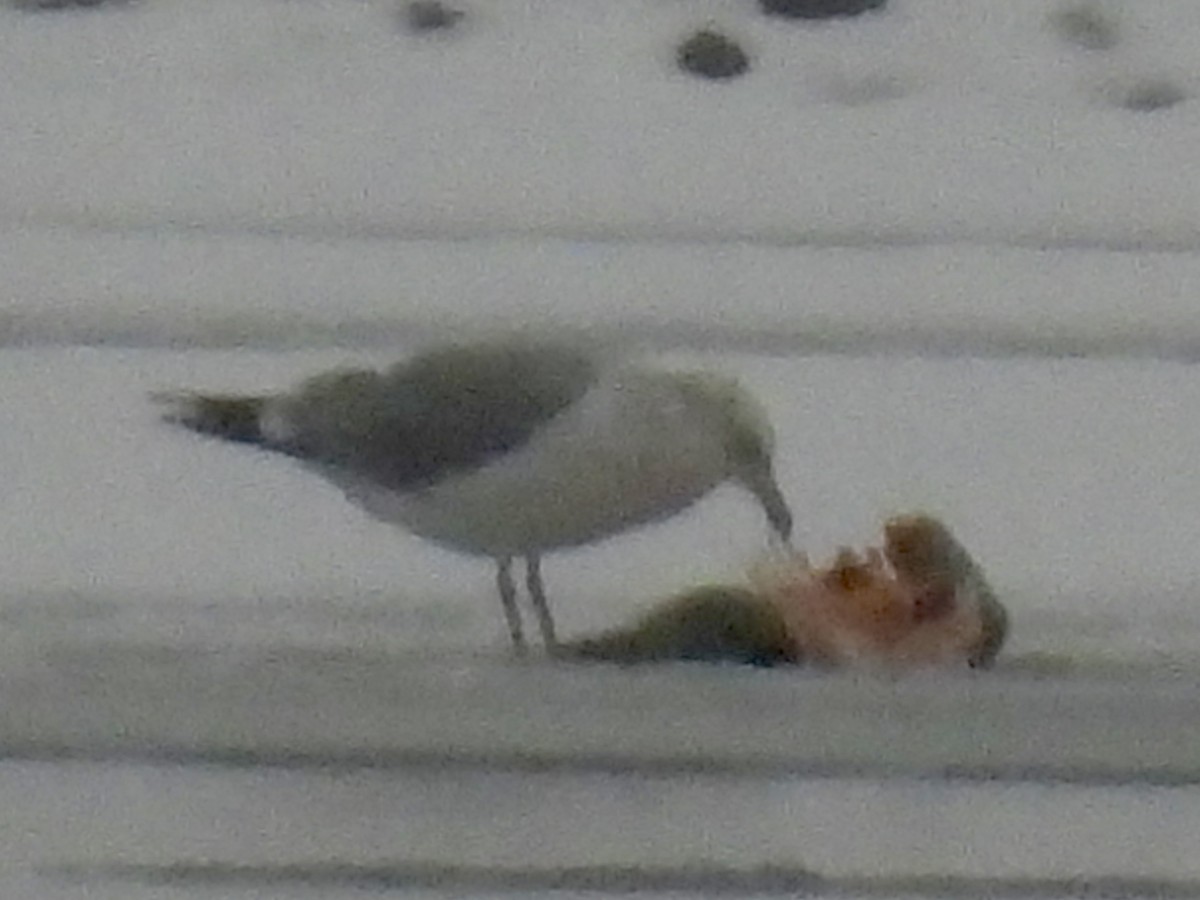 чайка sp. - ML647429057