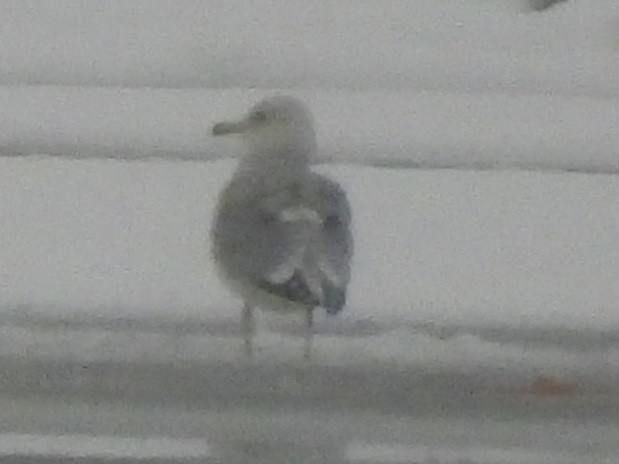 чайка sp. - ML647429058