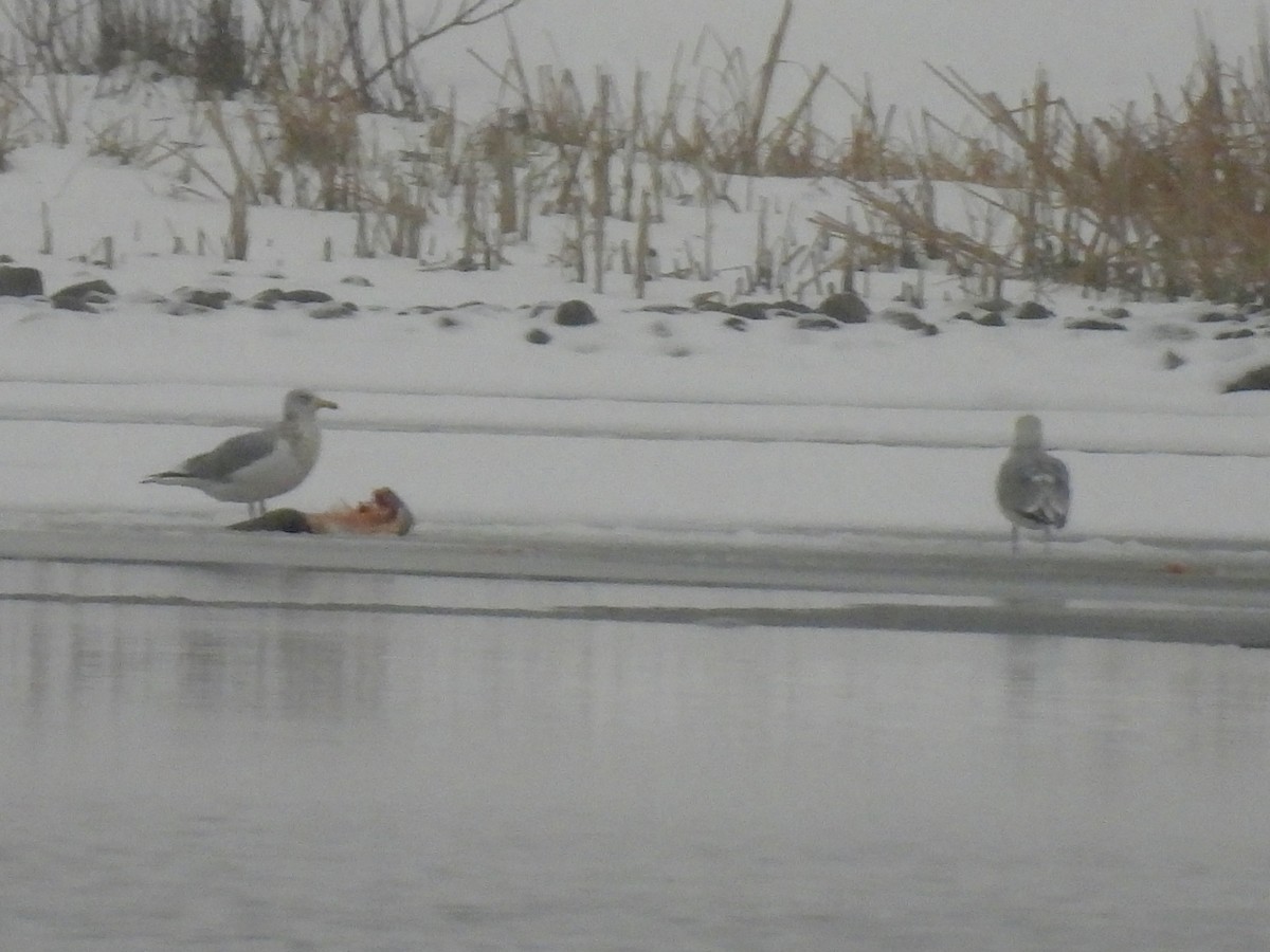 чайка sp. - ML647429059