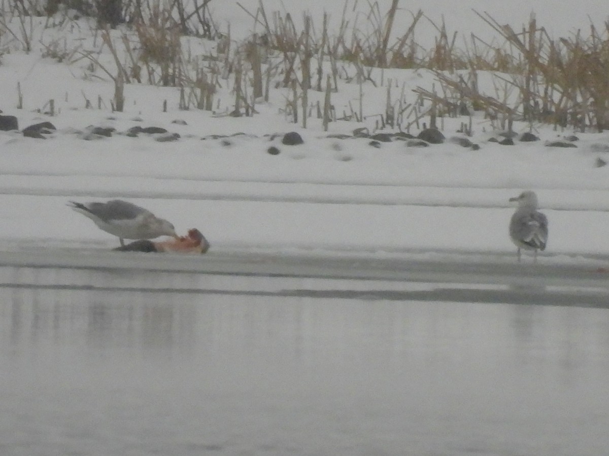 чайка sp. - ML647429060