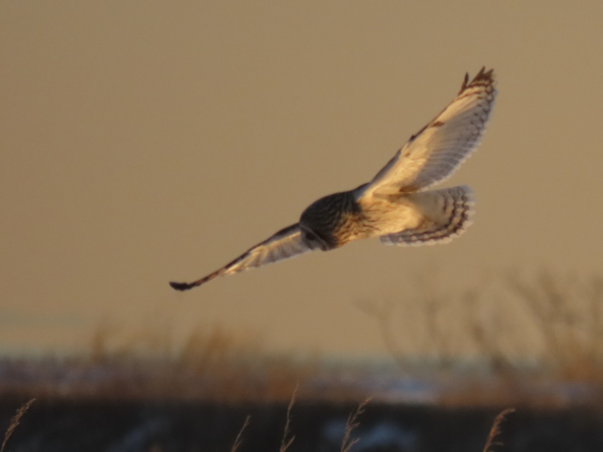 Short-eared Owl - ML647429063
