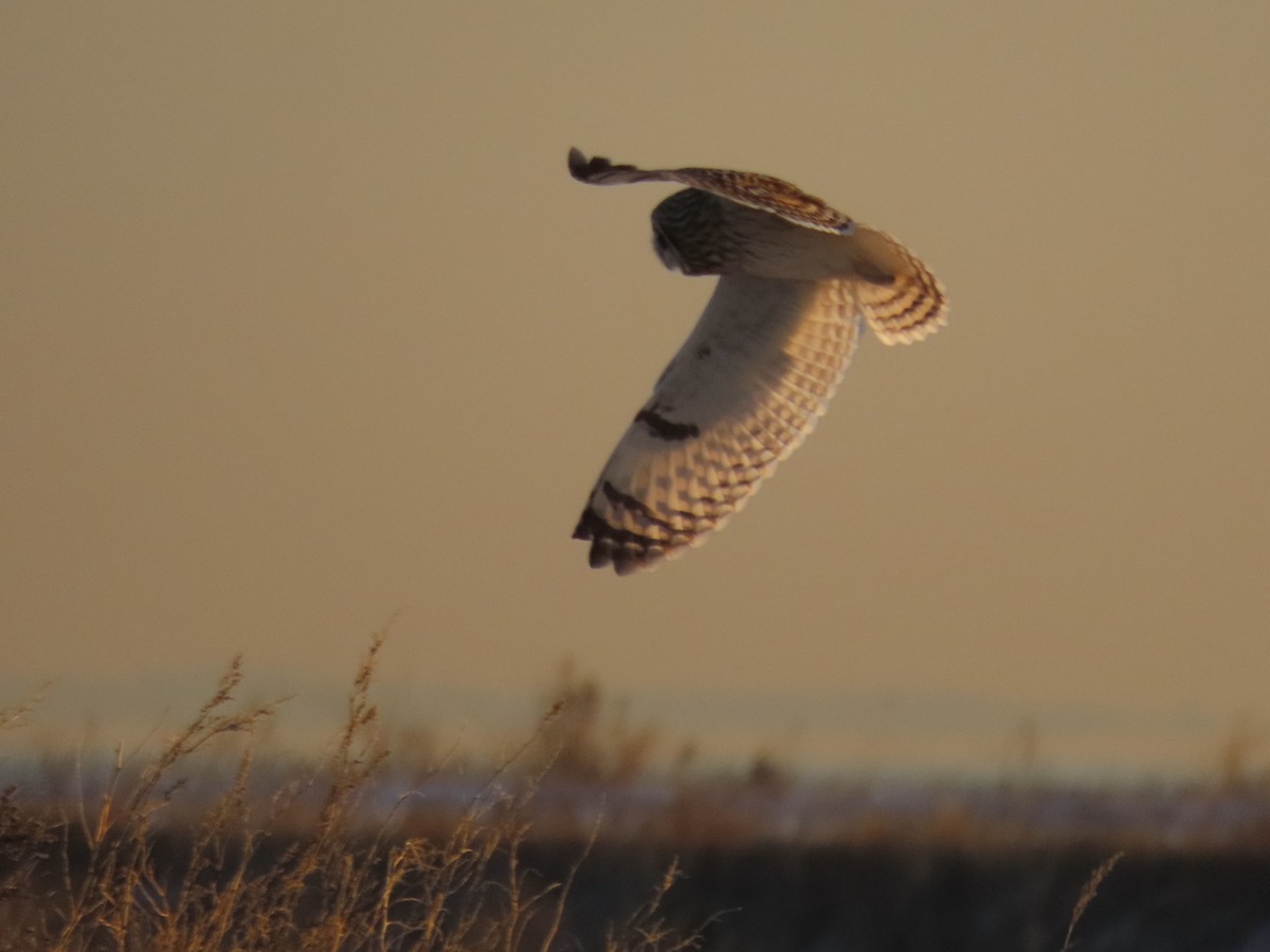 Short-eared Owl - ML647429064
