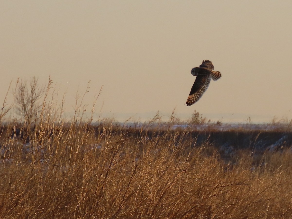 Short-eared Owl - ML647429065