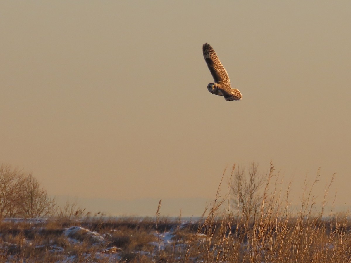 Short-eared Owl - ML647429068