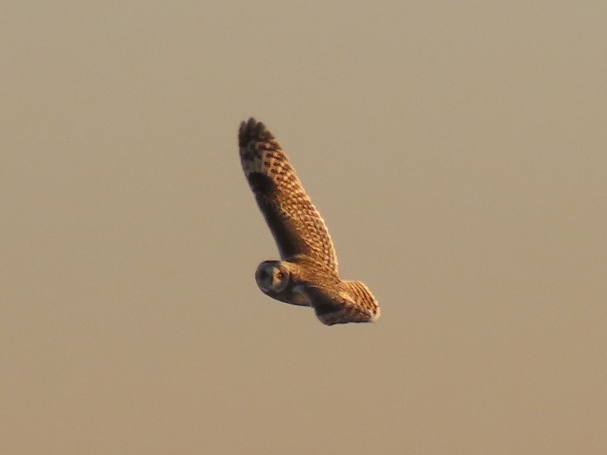 Short-eared Owl - ML647429069