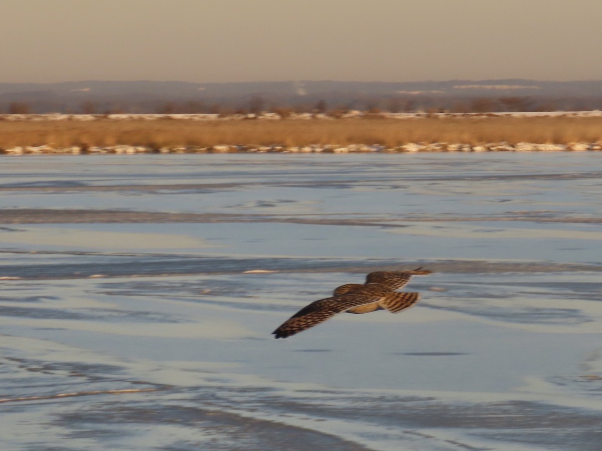 Short-eared Owl - ML647429071