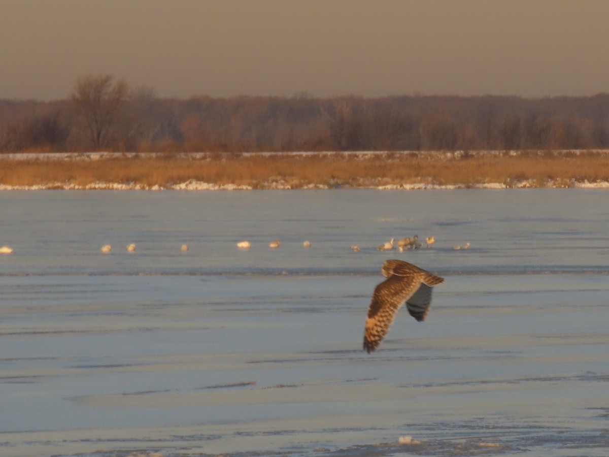 Short-eared Owl - ML647429073