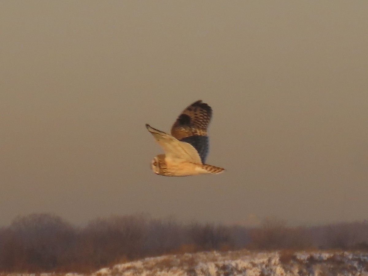 Short-eared Owl - ML647429074