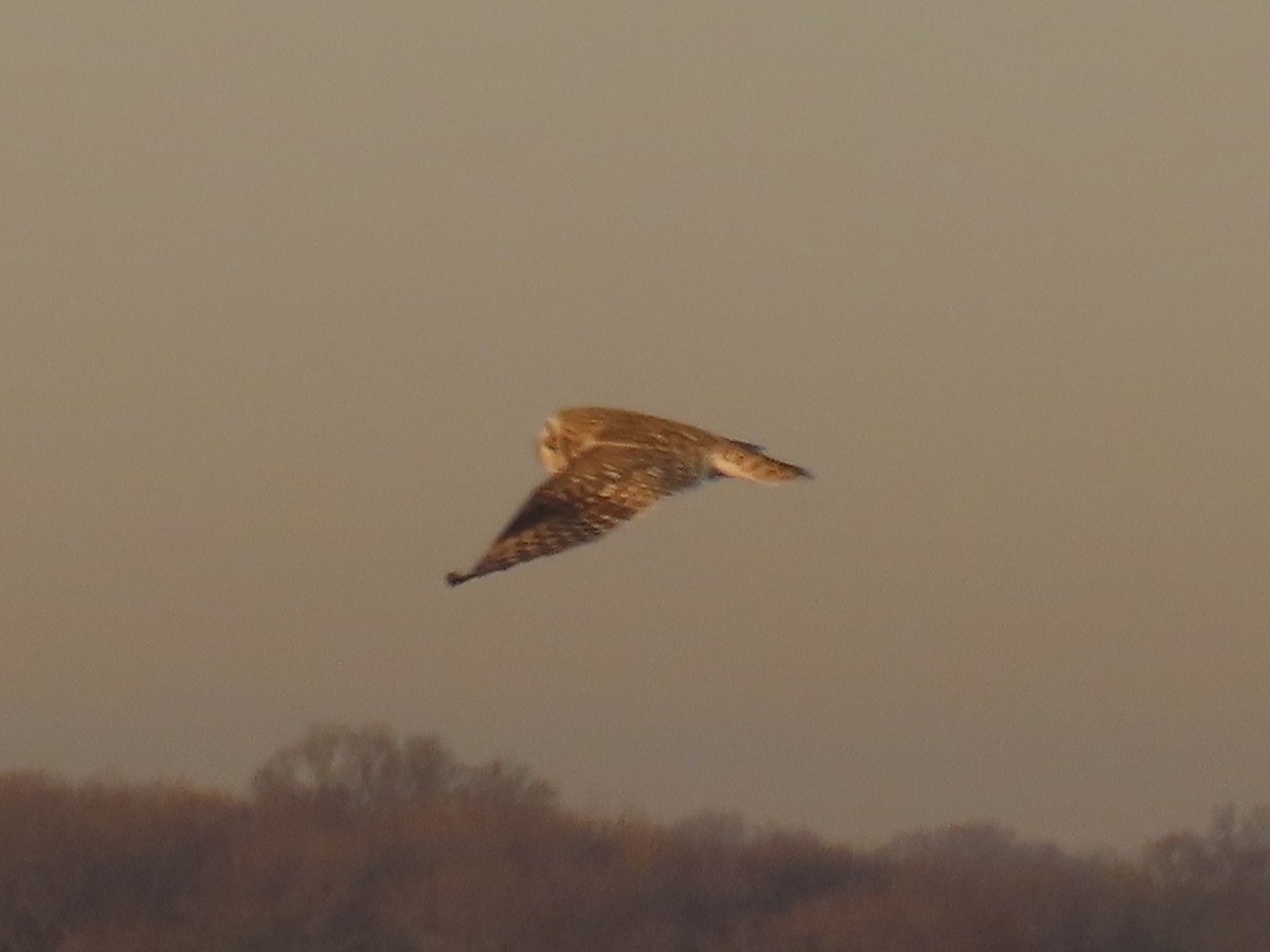 Short-eared Owl - ML647429075