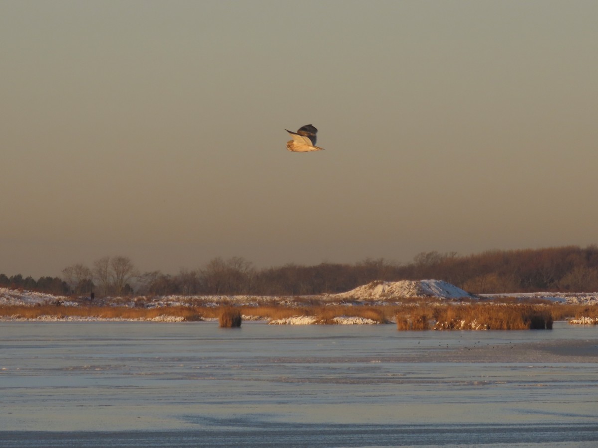 Short-eared Owl - ML647429076