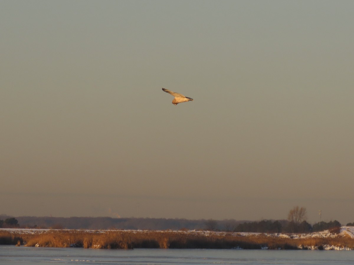 Short-eared Owl - ML647429080
