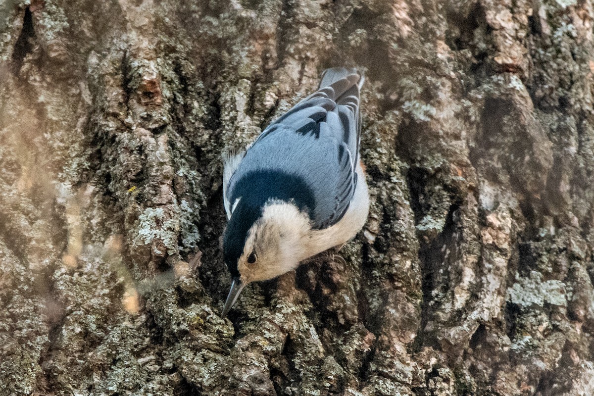 White-breasted Nuthatch - ML647429086