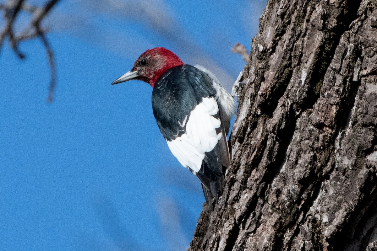 Red-headed Woodpecker - ML647429107