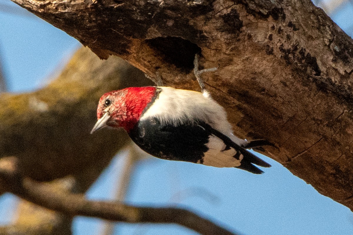 Red-headed Woodpecker - ML647429109