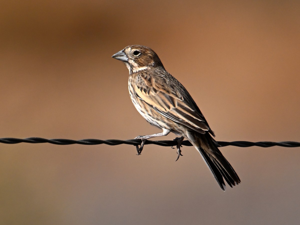 カタジロクロシトド - ML647429116